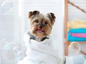 well equipped dog grooming