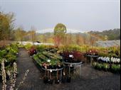 established retail nursery emerald