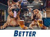 well-established online dog accessories