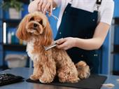 established dog grooming salon