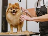 ref 238 pet grooming