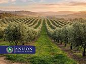 olive grove lease-to-purchase bagshot