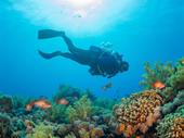 coming soon scuba diving