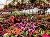 established garden centre landscape