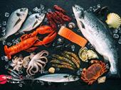 seafood wholesale box hill